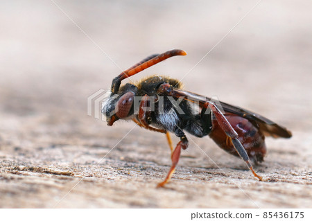 Closeup of afemale of the rare , red cleptoparasite bee Nomada femoralis, the cuckoo bee on the Catsear mining bee, Andrena humilis 85436175