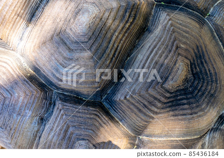 Turtle shell background. Macro close up. Carapace texture details. 85436184