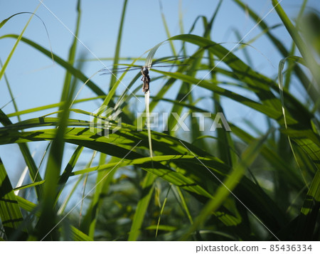 Dragonfly that stops on the leaf 85436334