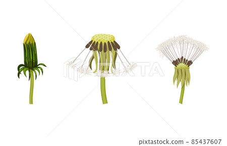 Dandelion Flower with Seedhead with Pappus on Stalk Vector Set 85437607