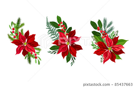 Red poinsettia flower set. Christmas decorations with beautiful flower and fir tree branches vector illustration 85437663