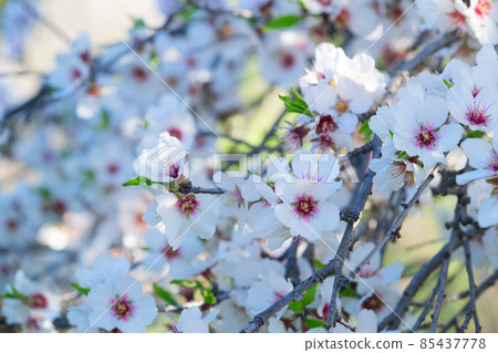 almond tree bloom almond tree bloom 85437778
