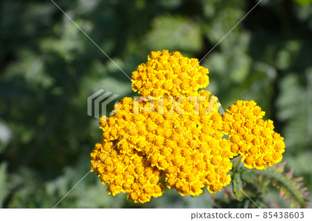 Bright flowering yellow branch of tansy. Field plants. It is used in medicine. 85438603
