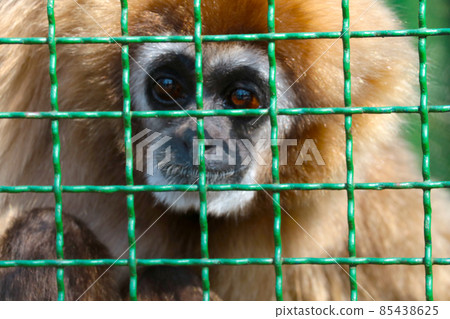 Out of focus, blurry background. Monkey behind bars. Out of focus, blurry background. Monkey behind bars. 85438625