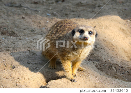 A meerkat sits on a rock and watches intently. A meerkat sits on a rock and watches intently. 85438640