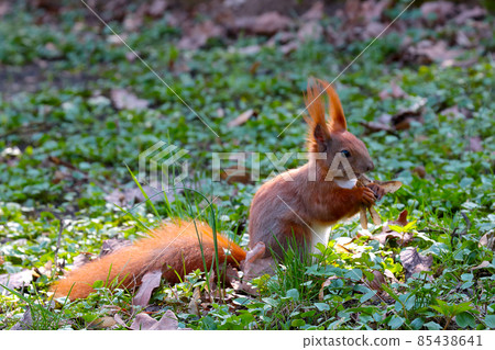 A ginger squirrel sits on the ground and eats a nut. A ginger squirrel sits on the ground and eats a nut. 85438641