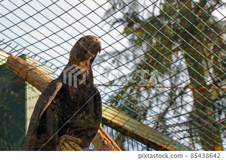 A large parrot sits on a branch behind the cage. 85438642