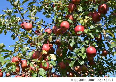 Apple that turned red Apple that turned red 85438744