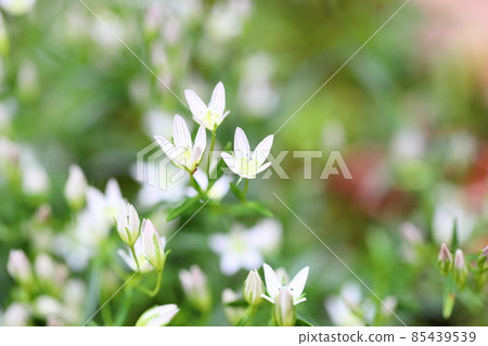 Flower of the assembly Flower of the assembly 85439539
