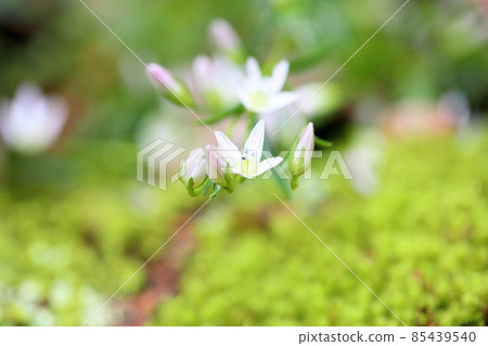 Flower of the assembly Flower of the assembly 85439540