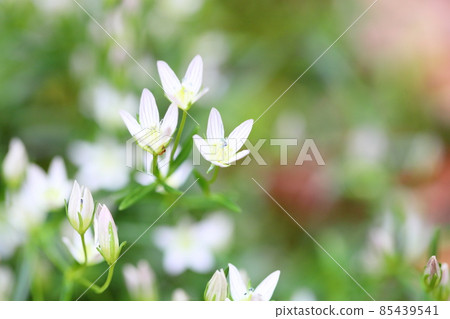 Flower of the assembly 85439541