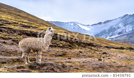 Alpaca at Vinicunca rainbow mountain in Peru 85439791