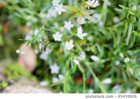 大會之花 85439926