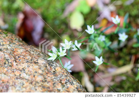 Flower of the assembly 85439927