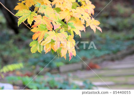 Colored Acer diabolicum leaves Colored Acer diabolicum leaves 85440055