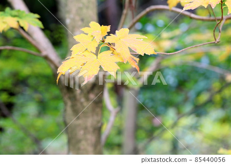 Colored Acer diabolicum leaves Colored Acer diabolicum leaves 85440056