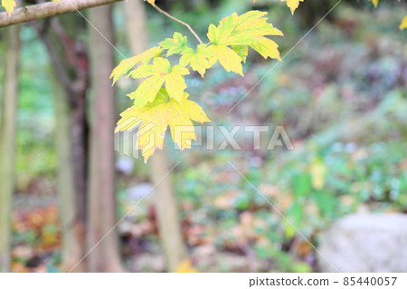 彩色的 Acer diabolicum 葉 彩色的 Acer diabolicum 葉 85440057