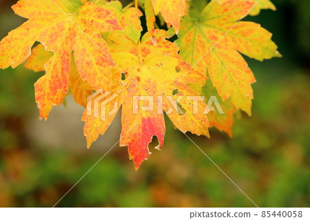 Autumn leaves Acer diabolicum leaves Autumn leaves Acer diabolicum leaves 85440058