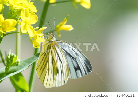 Pieris melete sucking rape blossoms Pieris melete sucking rape blossoms 85440131