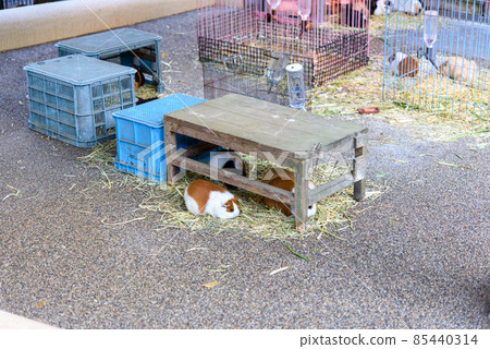 Guinea pig under the table Guinea pig under the table 85440314