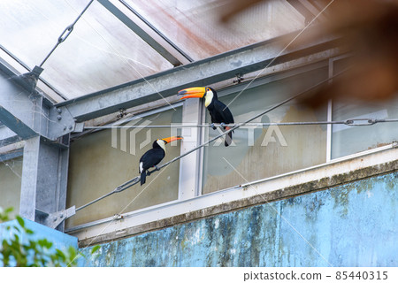 Indoor toco toucan Indoor toco toucan 85440315