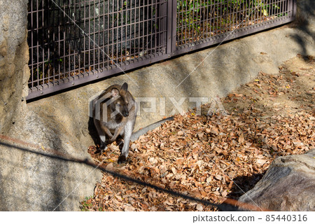 Kangaroo in the zoo 85440316