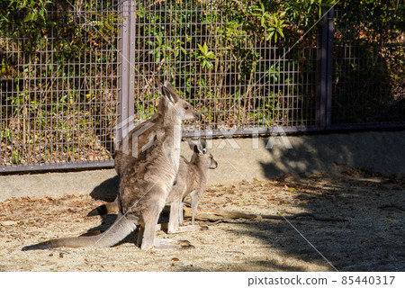 Multiple sideways kangaroos 85440317