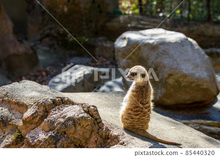 Meerkat在岩石上 85440320