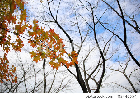Autumn leaves Acer diabolicum leaves Autumn leaves Acer diabolicum leaves 85440554