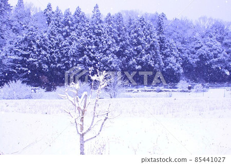 雪地 雪地 85441027