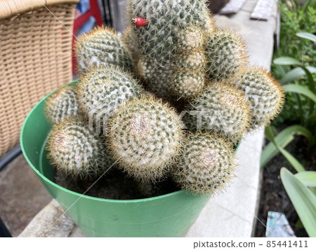 Cactus and red fruit 85441411