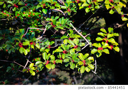 Auspicious tree Ilex rotunda leaves and red fruits. Please use it for scenes that bring happiness. 85441451