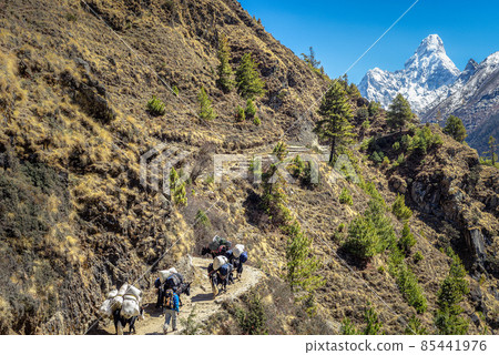 Yaki helps to deliver things to the Base Camp of Everest, Himalayas, Nepal Yaki helps to deliver things to the Base Camp of Everest, Himalayas, Nepal 85441976