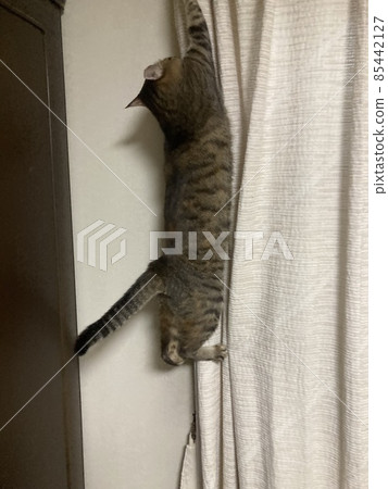 It is a cat of Kijitora who desperately climbs the curtain. 85442127