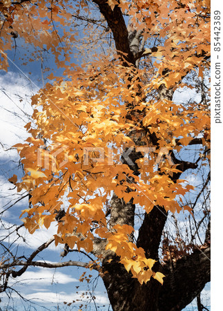 是市區的秋景。護國神社前的上八丁堀的官邸區。廣島 85442389