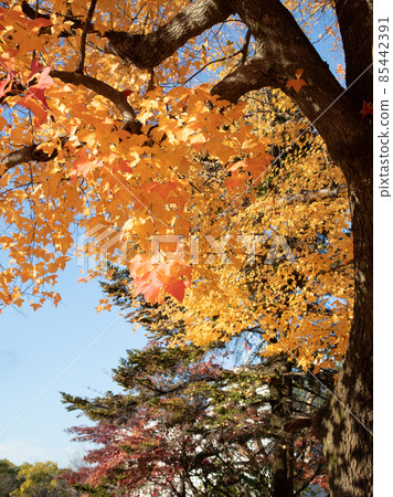 是市區的秋景。護國神社前的上八丁堀的官邸區。廣島 85442391