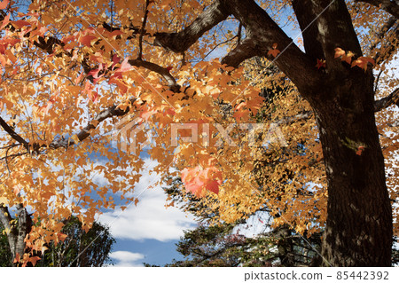 是市區的秋景。護國神社前的上八丁堀的官邸區。廣島 85442392