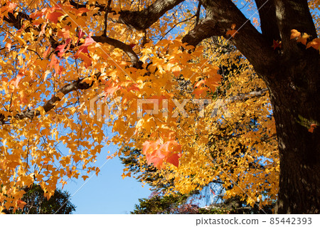 是市區的秋景。護國神社前的上八丁堀的官邸區。廣島 85442393