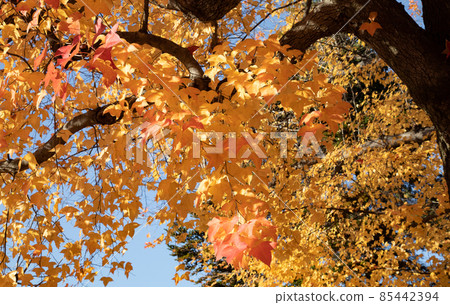 是市區的秋景。護國神社前的上八丁堀的官邸區。廣島 是市區的秋景。護國神社前的上八丁堀的官邸區。廣島 85442394