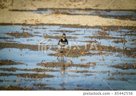 Northern Lapwing(shorebird), black and white overall, back shows green gloss. Northern Lapwing(shorebird), black and white overall, back shows green gloss. 85442556