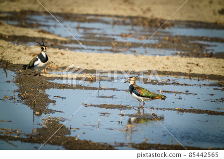Northern Lapwing(shorebird), black and white overall, back shows green gloss. Northern Lapwing(shorebird), black and white overall, back shows green gloss. 85442565