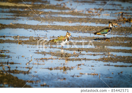 Northern Lapwing(shorebird), black and white overall, back shows green gloss. Northern Lapwing(shorebird), black and white overall, back shows green gloss. 85442571