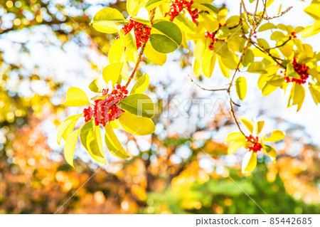 吉祥樹冬青圓形葉和紅色果實。請用於帶來幸福的場景。 85442685