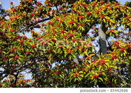 吉祥樹冬青圓形葉和紅色果實。請用於帶來幸福的場景。 85442686