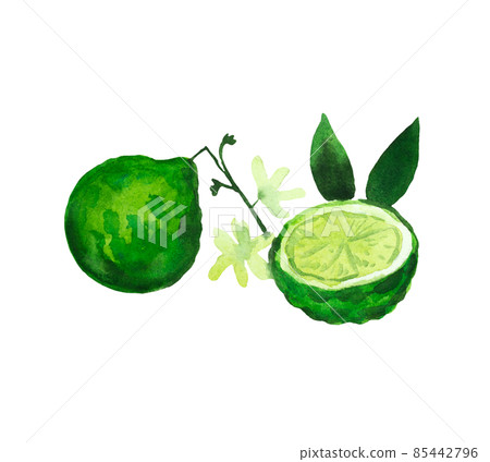 Ripe colorful vibrant bergamot with leaves. Watercolor painted illustration. 85442796