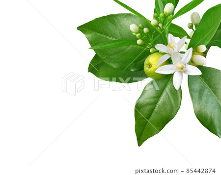 Orange flowers, buds, leaves and fruit corner isolated on white Orange flowers, buds, leaves and fruit corner isolated on white 85442874