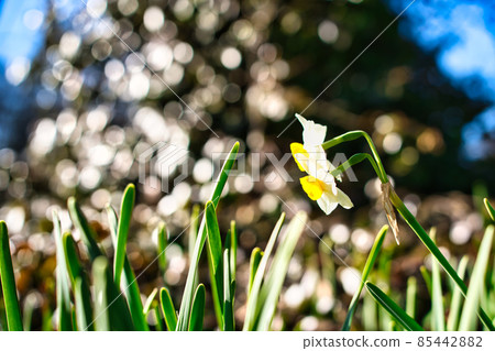 Narcissus flower Narcissus flower 85442882