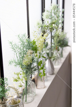 Foliage plant Foliage plant 85444578