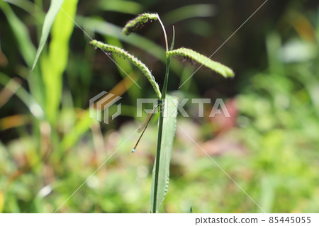 Ittombo Ittombo 85445055