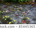 Pond of monet 85445365